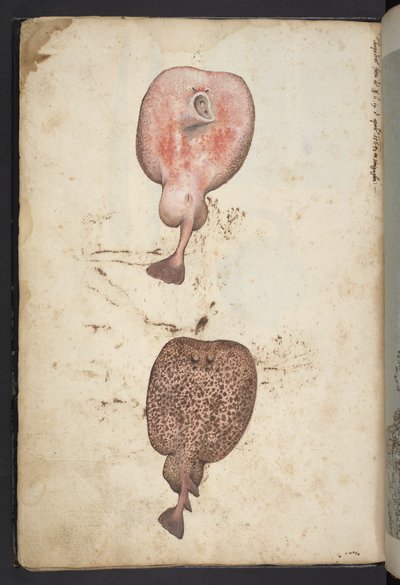 Paintings of flora of the Roman States, c.1564-84 by Gherardo Cibo
