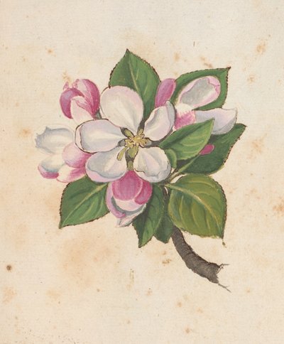 Blossom, from 