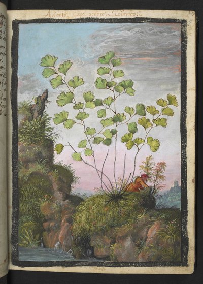Adiantum capillus-veneris, from 