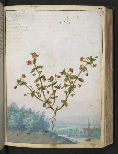 Anagalis arvensis: A plant with red flowers, from 