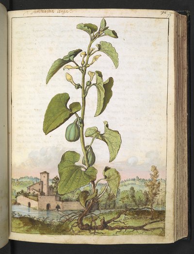 Aristolochia clematitis, from Paintings of Flora of the Roman States by Gherardo Cibo by Gherardo Cibo