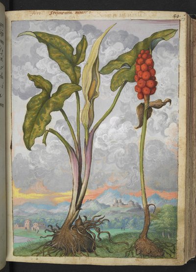Arum italicum, from "Paintings of Flora of the Roman States" by Gherardo Cibo by Gherardo Cibo
