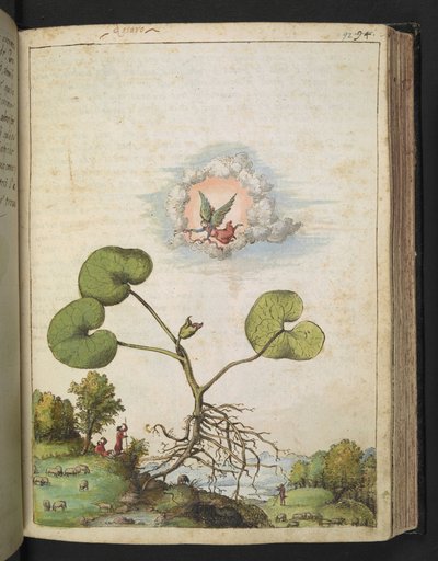Asarum europaeum, from 