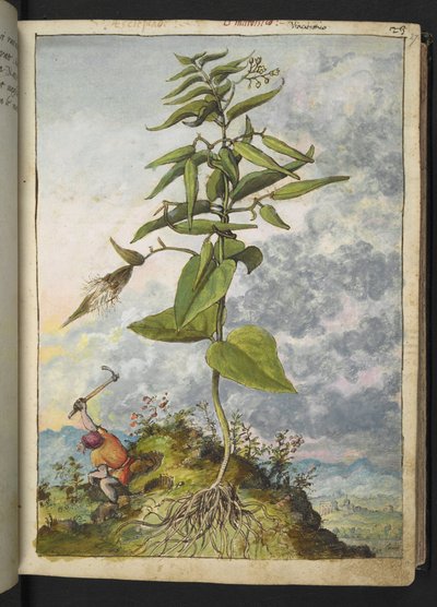 Asclepias, from Paintings of Flora of the Roman States by Gherardo Cibo by Gherardo Cibo