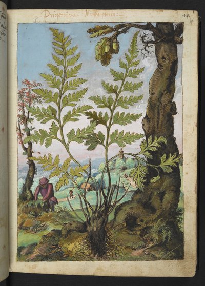 Asplenium adianthum nigrum, from 