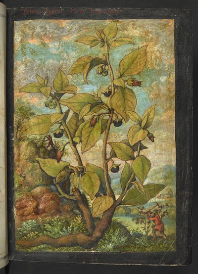 Atropa belladonna or Atropa bella-donna, from "Paintings of Flora of the Roman States" by Gherardo Cibo by Gherardo Cibo