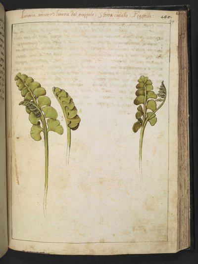 Botrychium lunaria (fern), from Paintings of Flora of the Roman States by Gherardo Cibo by Gherardo Cibo