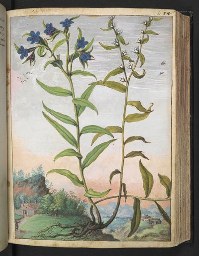 Buglossoides purpurocaerulea, from "Paintings of Flora of the Roman States" by Gherardo Cibo by Gherardo Cibo