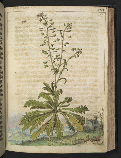 Capsella bursa-pastoris, from 