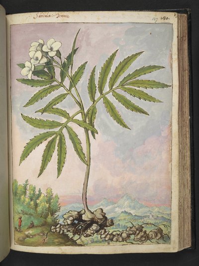Cardamine heptaphylla, from 