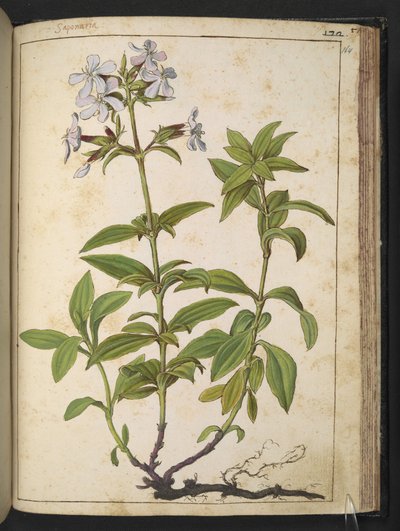 Caryophyllaceae (Soapwort): a genus of flowering plants in the pink family, from 