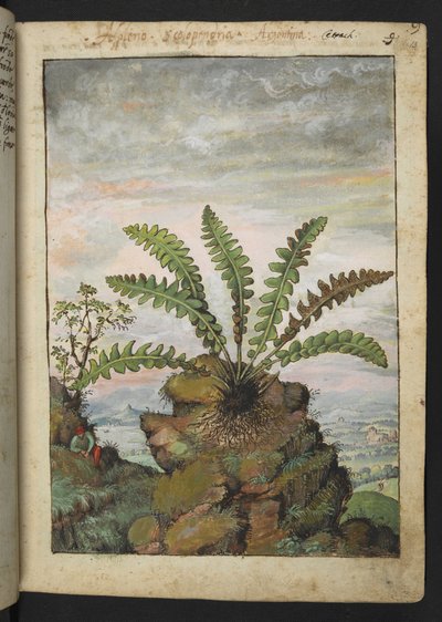 Ceterach officinarum, from "Paintings of Flora of the Roman States" by Gherardo Cibo by Gherardo Cibo