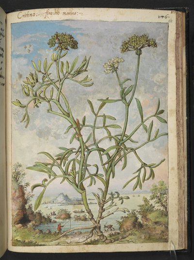 Crithmum maritimum, from 