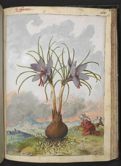 Crocus Sativus (Saffron), from 