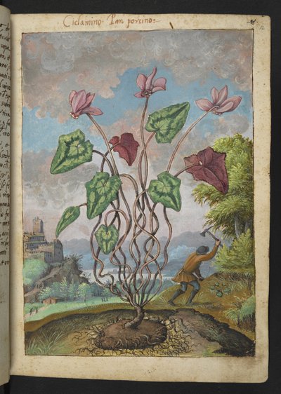 Cyclamen hederifolium, from 