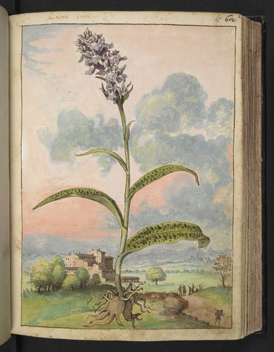 Dactylorhiza fuchsii, from 