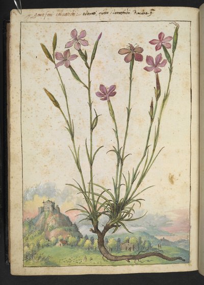 Dianthus longicaulis, from 