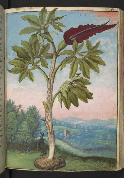 Dracunculus vulgaris, from "Paintings of Flora of the Roman States" by Gherardo Cibo by Gherardo Cibo