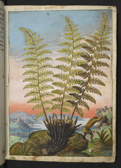 Dryopteris filix mas: A fern, from Paintings of Flora of the Roman States by Gherardo Cibo by Gherardo Cibo