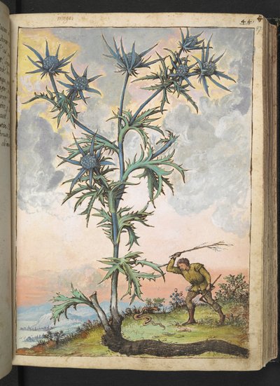 Eryngium maritimum, from "Paintings of Flora of the Roman States" by Gherardo Cibo by Gherardo Cibo