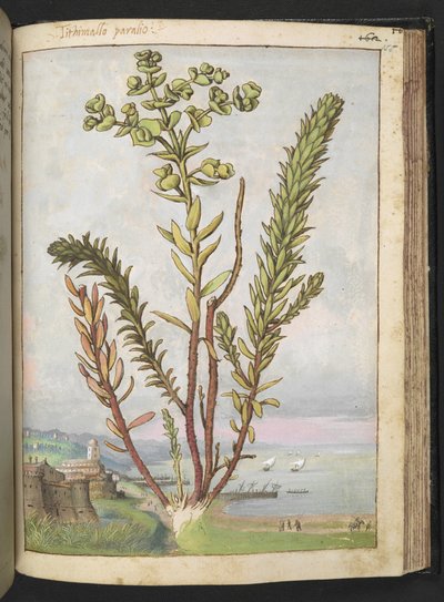 Euphorbia paralias, from 