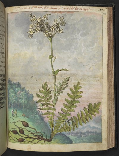 Filipendula Vulgari, from 