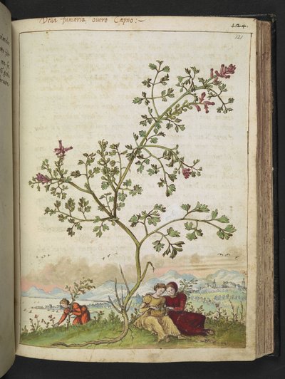 Fumaria gaillardotii, from 