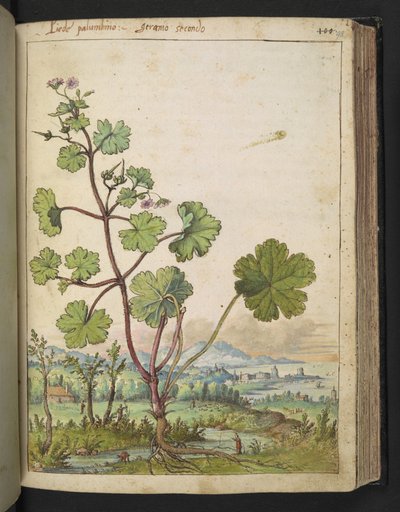 Geranium rotundifolium: A plant with pink flowers, from 