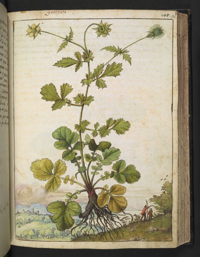 Geum urbanum, from Paintings of Flora of the Roman States by Gherardo Cibo by Gherardo Cibo