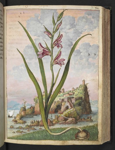 Gladiolus Italicus, from "Paintings of Flora of the Roman States" by Gherardo Cibo by Gherardo Cibo
