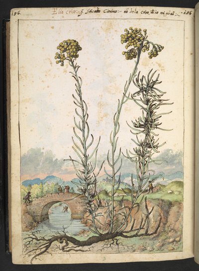 Helichrysum italicum: a plant with yellow buds, from 
