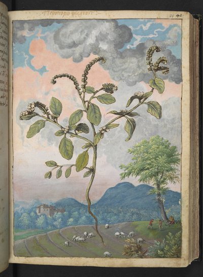 Heliotropium europeanum, from Paintings of Flora of the Roman States by Gherardo Cibo by Gherardo Cibo