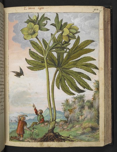 Helleboris viridis, from Paintings of Flora of the Roman States by Gherardo Cibo by Gherardo Cibo