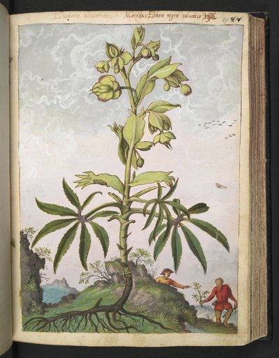 Helleborus foetidus, from "Paintings of Flora of the Roman States" by Gherardo Cibo by Gherardo Cibo