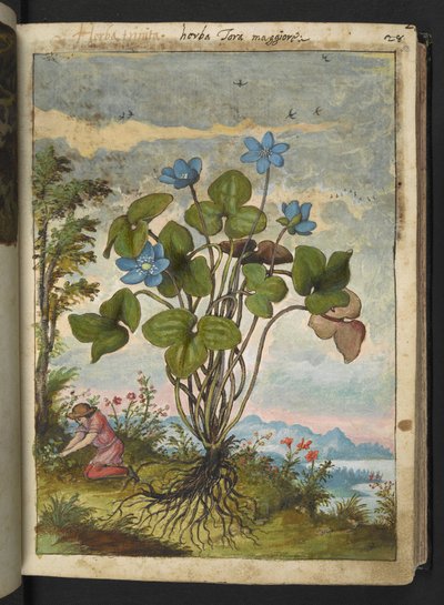 Hepatica nobilis: a plant with blue petals and a person digging or taking cuttings, from 