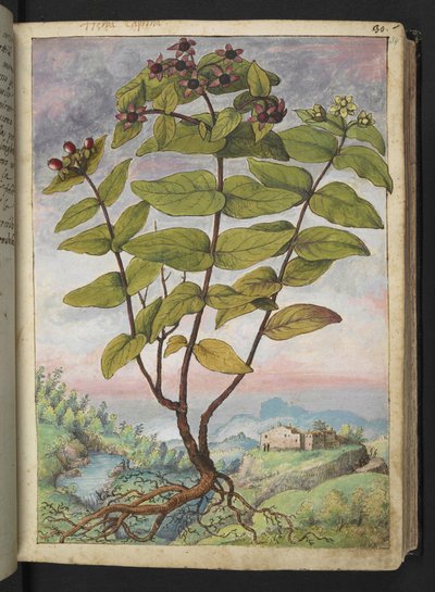 Hypericum hircinum, from 