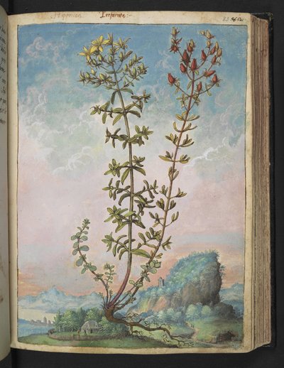 Hypericum perforatum, from 