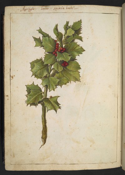 Ilex aquifolium (Holly), from Paintings of Flora of the Roman States by Gherardo Cibo by Gherardo Cibo
