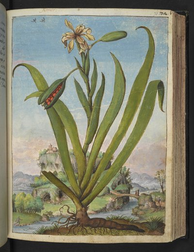 Iris Foetidissima: Flowering plant with seed pods, from 