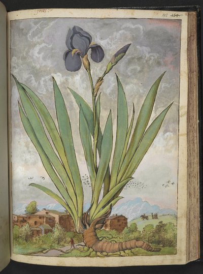 Iris germanica, from 