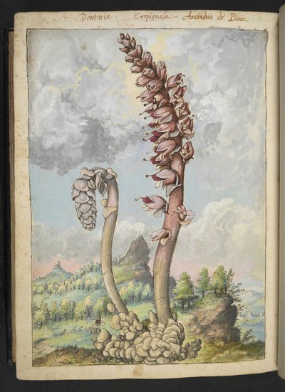 Lathrea squammaria, from "Paintings of Flora of the Roman States" by Gherardo Cibo, c.1564-84 by Gherardo Cibo