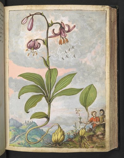Lilium martagon, from 