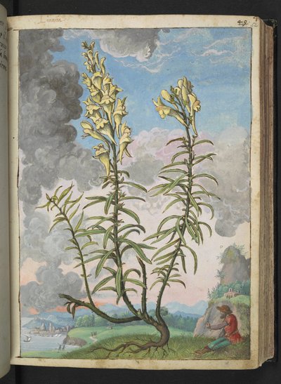 Linaria vulgaris, from "Paintings of Flora of the Roman States" by Gherardo Cibo by Gherardo Cibo