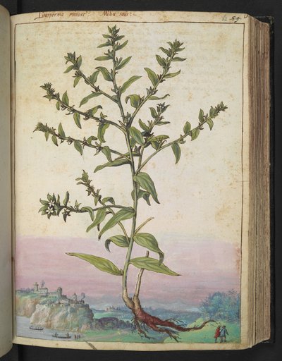 Lithospermum officinale, from 