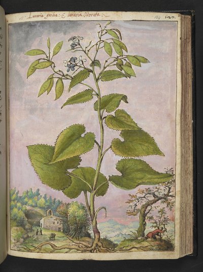 Lunaria redivivia, from 