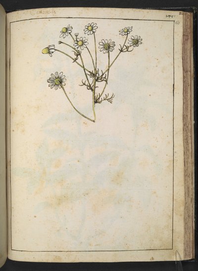 Matricaria chamomilla (Camomile), from "Paintings of Flora of the Roman States" by Gherardo Cibo by Gherardo Cibo