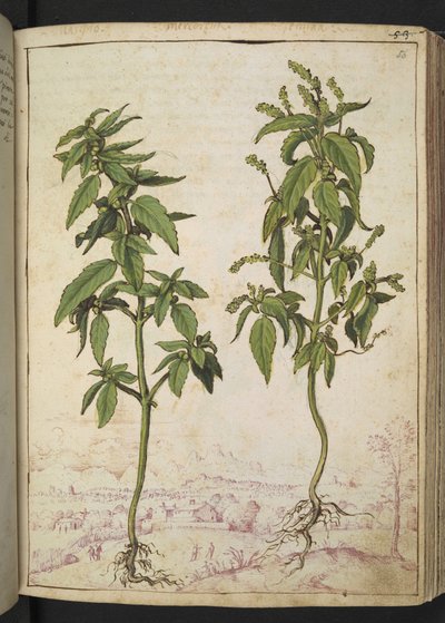 Mercurialis annua, from Paintings of Flora of the Roman States by Gherardo Cibo by Gherardo Cibo