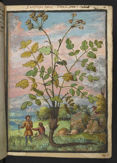 Oenanthe crocata, from Paintings of Flora of the Roman States by Gherardo Cibo by Gherardo Cibo