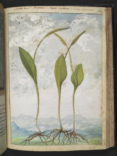 Ophioglossum vulgatum, from Paintings of Flora of the Roman States by Gherardo Cibo by Gherardo Cibo