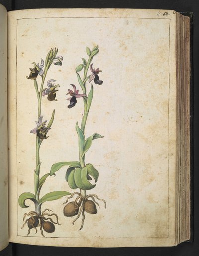 Orchis: A plant with white and pink flowers, from 